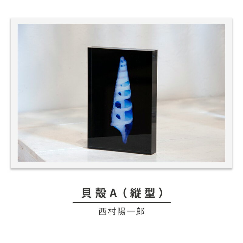 zushi art gallery西村陽一郎写真作品 アクリルブロック「貝殻A(縦型)」 [インテリア・西村陽一郎・写真作品・作品・アクリルブロック]