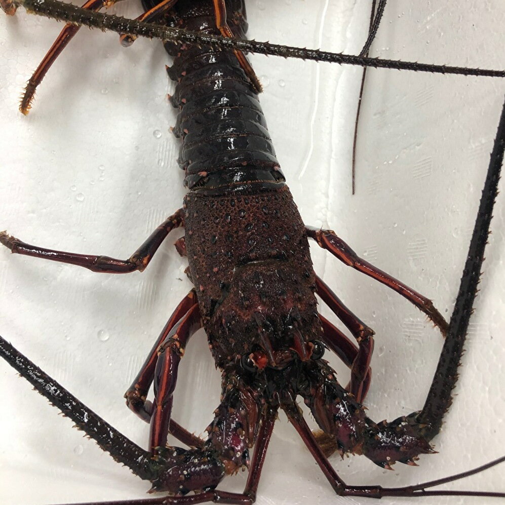 【ふるさと納税】 新鮮!天然活伊勢海老!(2匹)