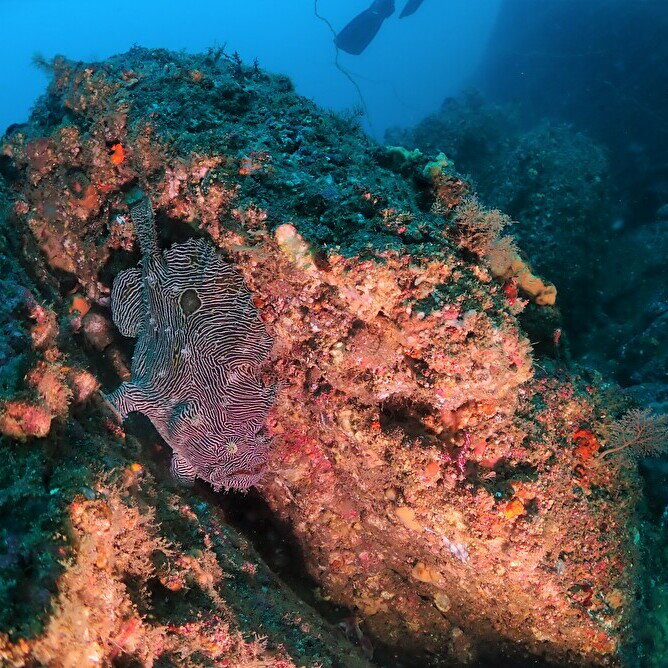 【ふるさと納税】A64-001 三浦半島城ヶ島でボートファンダイビング