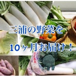 【ふるさと納税】10-34【三浦野菜を10か月間毎月お届け！】季節のお野菜定期便（10回配送）