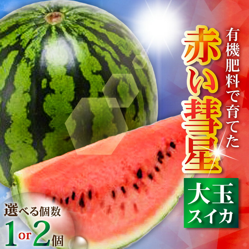 [選べる] 有機肥料で育てた 大玉 スイカ 赤い彗星 1個 or 2個 すいか 西瓜 フルーツ 果物 果実 ジューシー 甘い 夏季 数量 期間 限定 おいしい デザート みずみずしい 国産 旬の果物 贈答 丸徳農産 神奈川 三浦市 おすすめ ランキング プレゼント ギフト