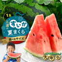【ふるさと納税】<選べる> 三浦のスイカ 夏まくら 大玉 中玉 小玉 スイカ すいか 西瓜 フルーツ 果物 果実 ジューシー 甘い 夏季 数量 期間 限定 おい...