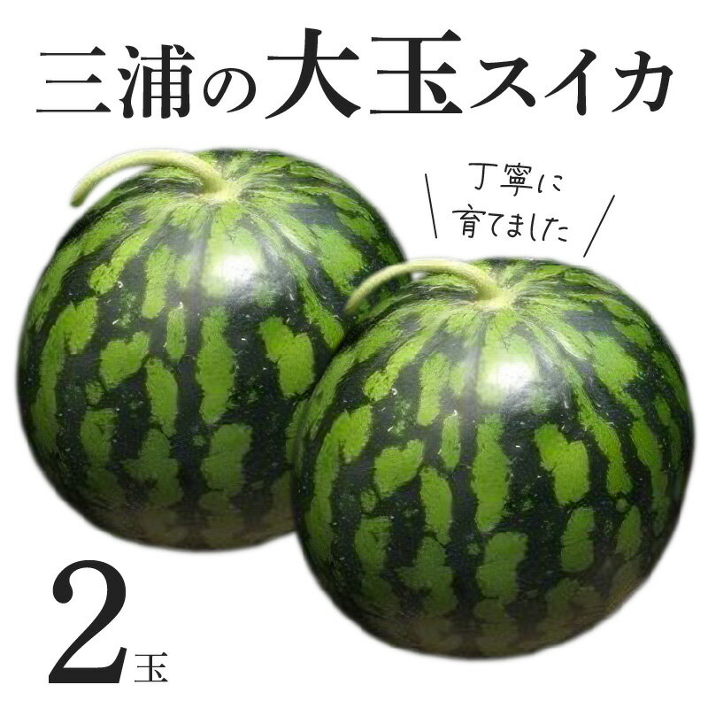 【ふるさと納税】 三浦 の 大玉スイカ 2玉 丁寧に育てました スイカ 大玉 赤い彗星 甘い 甘味 果物 フルーツ デザート 西瓜 期間限定 ..