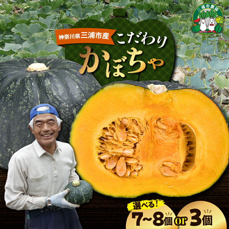 【ふるさと納税】【先行予約】 神奈川県 三浦市産 三浦こだわりかぼちゃ 7～8個 or 3個 かぼちゃ 南瓜 みやこ 野菜 甘い ほくほく ねっとり 完熟 期間限定 限定 国産 期間 予約 三浦市農業協同組合 三浦市 おすすめ ランキング プレゼント ギフト