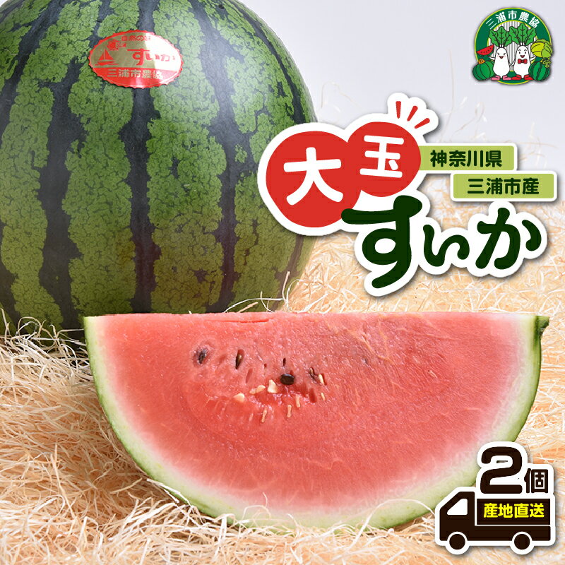 [先行予約] 神奈川県 三浦市産 大玉すいか 2個 すいか スイカ 西瓜 大玉 果物 フルーツ 三浦市農業協同組合 神奈川県 三浦市 おすすめ ランキング プレゼント ギフト