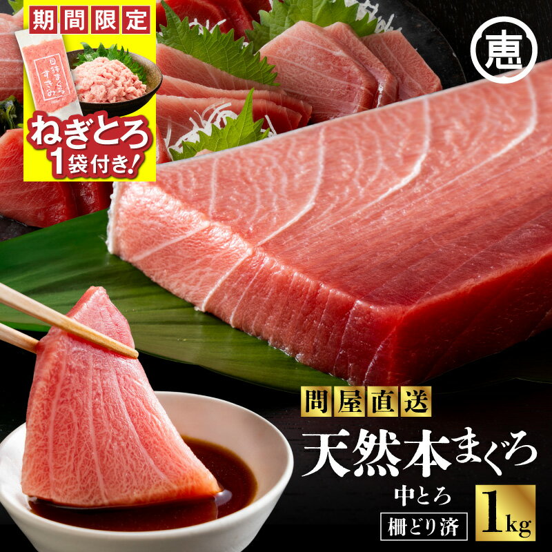 【ふるさと納税】【期間限定 ねぎとろ付き】 まぐろ専門 の 老舗問屋 からお届け とろける 上質 天然...