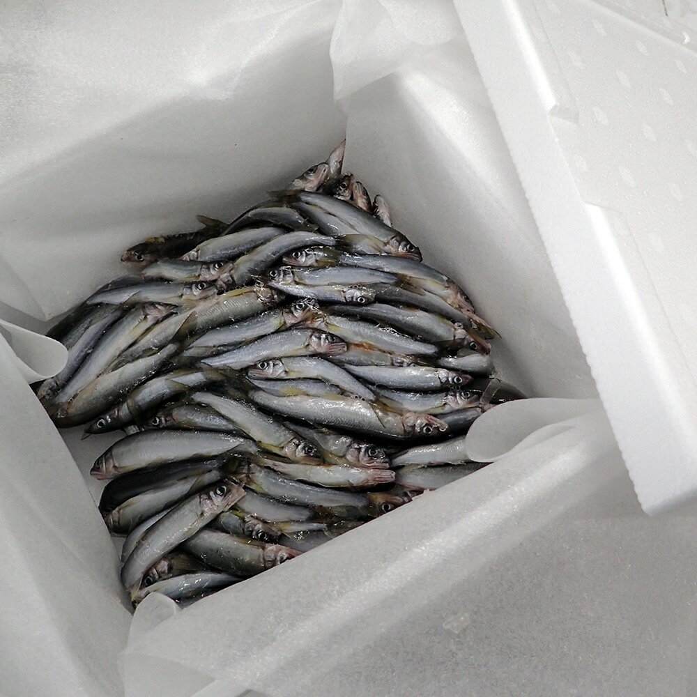 【ふるさと納税】厚木名産　冷凍稚鮎　1kg ／ 稚鮎 冷凍魚 唐揚げ 天ぷら 川魚 下処理済み 簡単調理 家庭料理 おつまみ 炊き合わせ 煮物 まとめ買い 下ごしらえ不要 和食 保存食