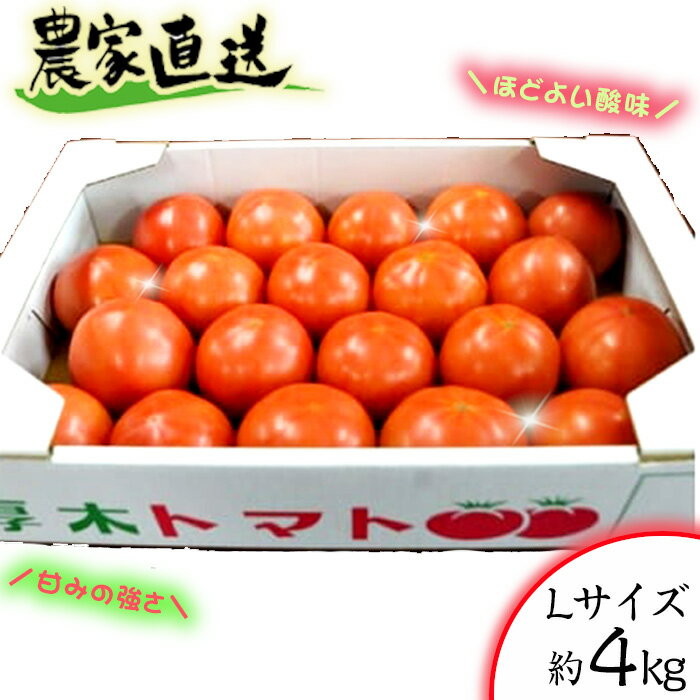 農家直送! トマト Lサイズ 約4kg / とまと 農園 かながわブランド 神奈川県