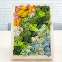 【ふるさと納税】 スカンディアモス アートワーク 枠カラー:バーチ調 (19.6cm×14.8cm×H4〜5cm) 北欧 天然素材 メンテナンス不要 水やり不要...