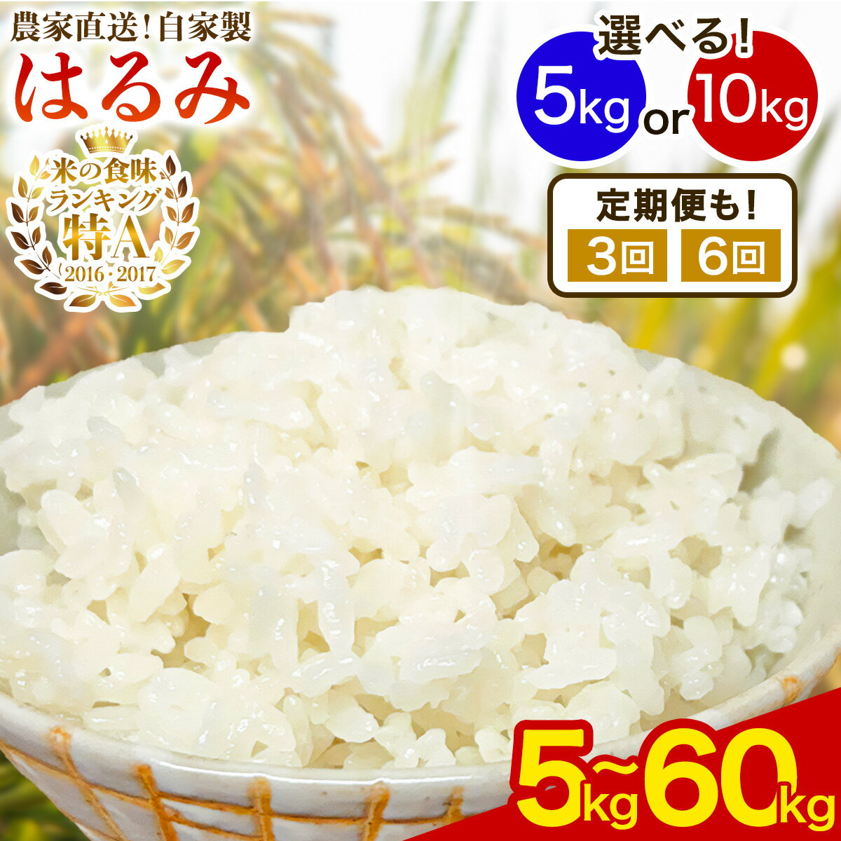 新米 [令和7年産] 伊勢原産 精米5kg/10kg [1回発送/定期便 3ヶ月/6ヶ月連続] はるみ 農家直送!加藤さんちのうんめぇ!自家製米 選べる内容量|先行予約 お米 おこめ コメ 白米 神奈川 伊勢原 ブランド米 [0522-0524] [0738-0742]