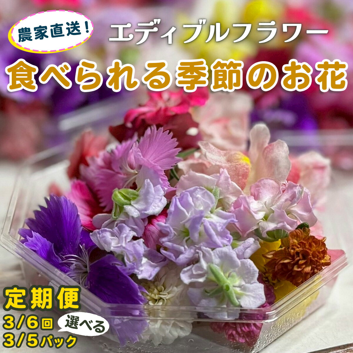 [定期便[選べる回数:3回/6回]] 農家直送!加藤さんちのエディブルフラワー[選べるパック数 (1回あたり):3パック/5パック](1パックあたり季節のお花15輪から30輪)|食用 花 お花 野菜 トッピング 付け合わせ [0768-0772]