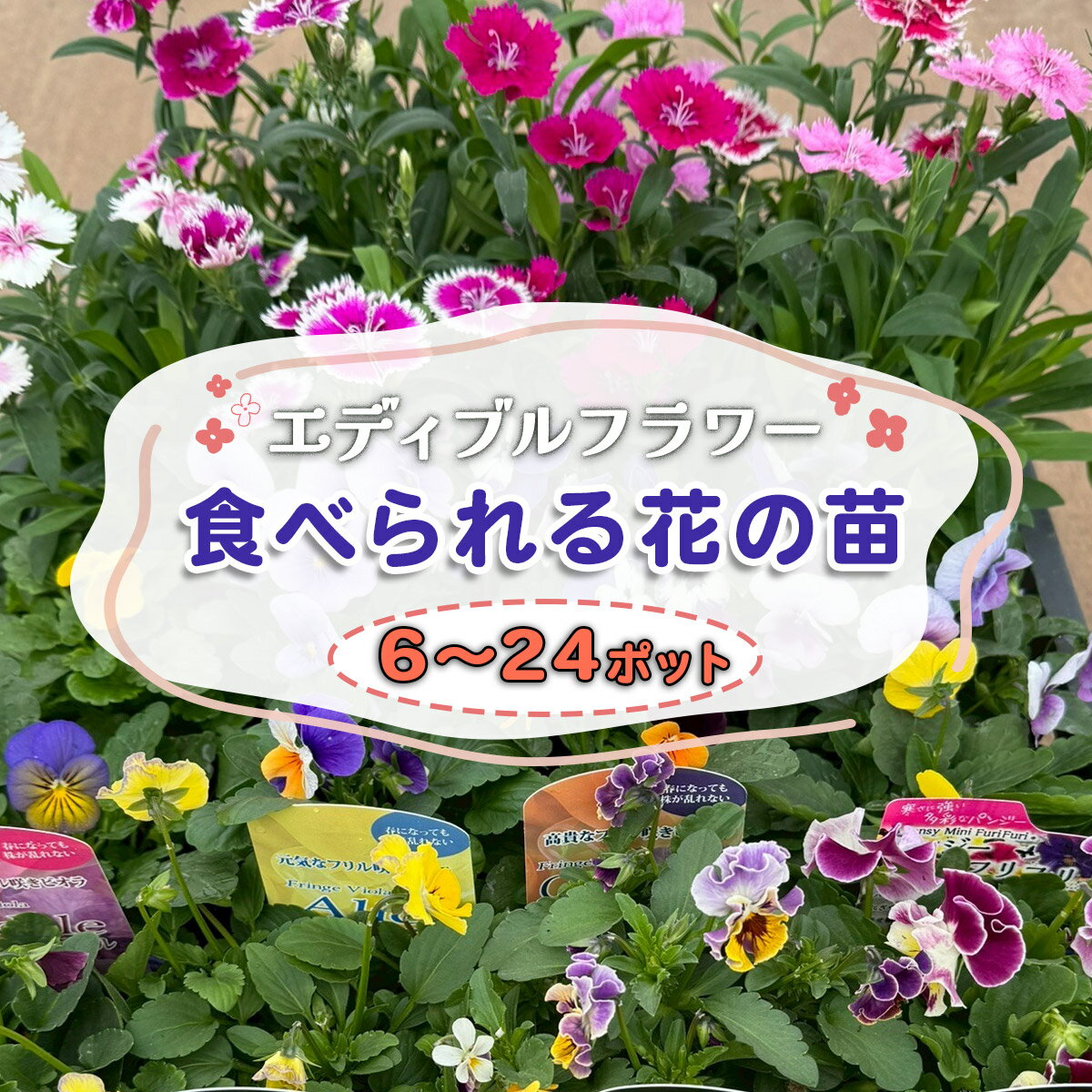 農家直送!加藤さんちのエディブルフラワー[選べるポット数:6ポット/12ポット/24ポット]|鉢植え 観賞用 食用 花 お花 野菜 トッピング 付け合わせ [0773-0776]