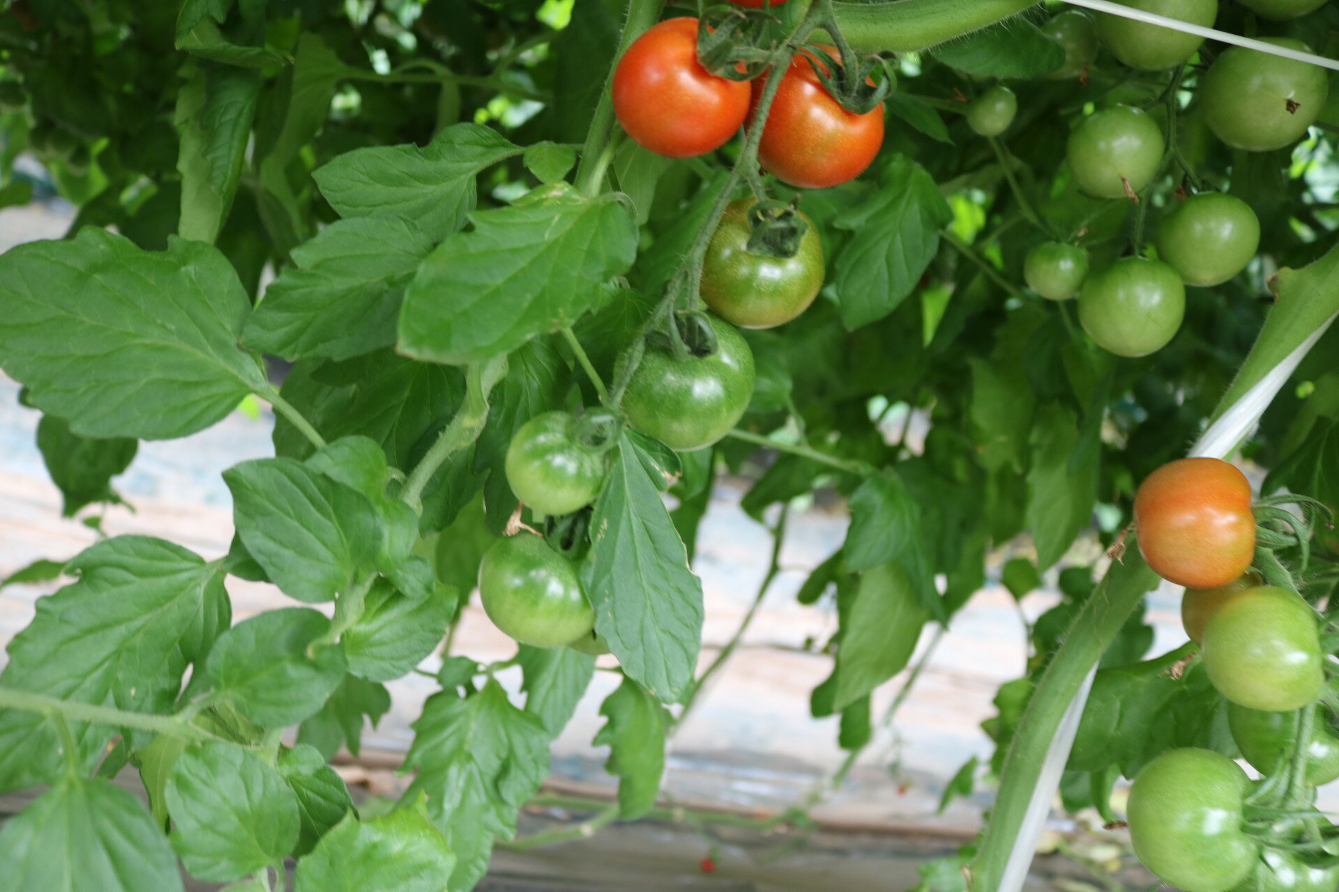 【ふるさと納税】 ミニトマト 小鈴 1.3kg【 2027年 先行予約 】 野菜 やさい 果物 とまと tomato プチトマト こすず 甘い リコピン トマト フルーツ 甘み 酸味 産地直送 国産 数量限定 人気 限定 農家直送 サラダ トマトソース ミネストローネ 鴨志田農園 神奈川 海老名 f142158-ebina-10001621 神奈川県海老名市 サンプル画像2