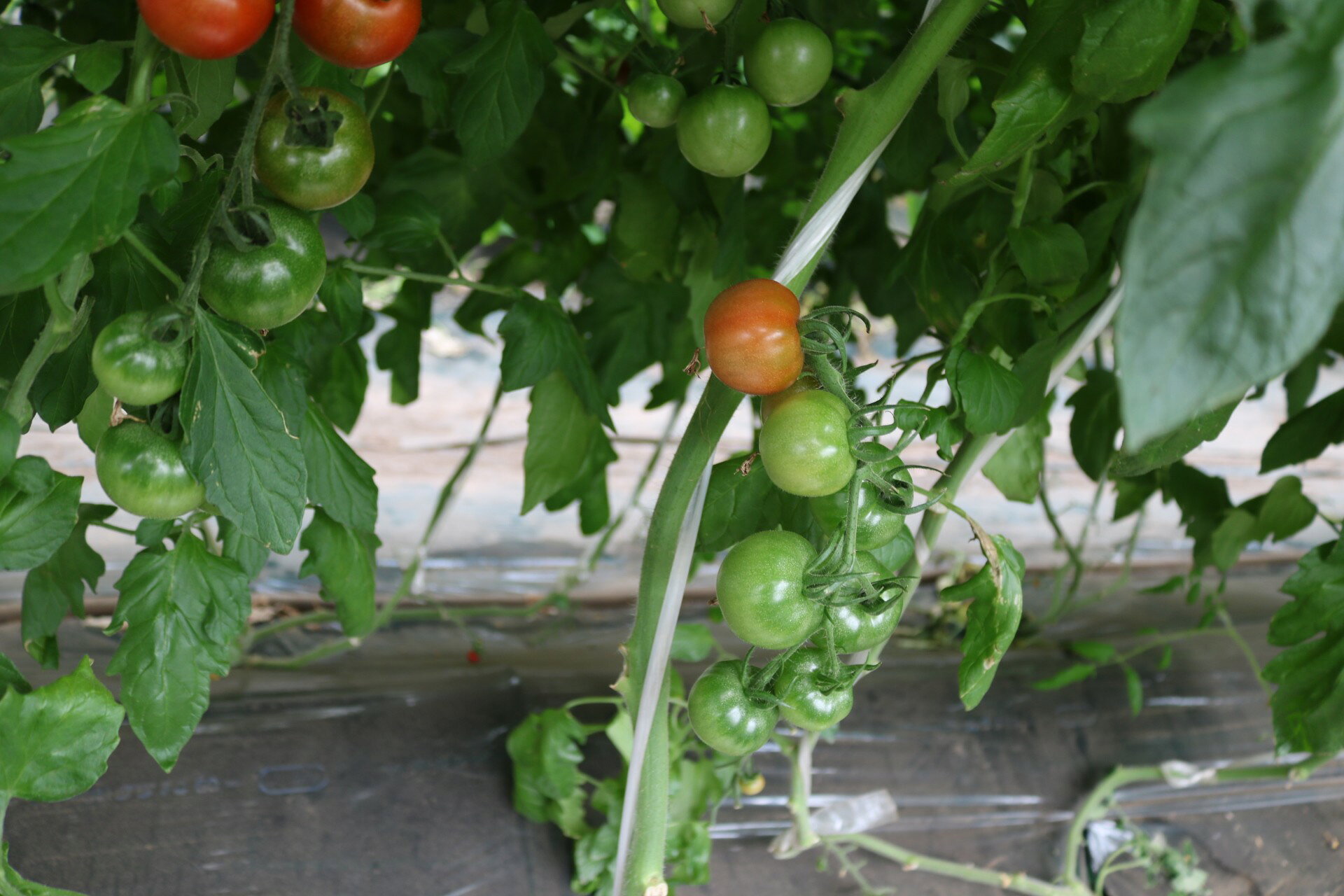 【ふるさと納税】 ミニトマト 小鈴 1.3kg【 2027年 先行予約 】 野菜 やさい 果物 とまと tomato プチトマト こすず 甘い リコピン トマト フルーツ 甘み 酸味 産地直送 国産 数量限定 人気 限定 農家直送 サラダ トマトソース ミネストローネ 鴨志田農園 神奈川 海老名 f142158-ebina-10001621 神奈川県海老名市 サンプル画像3