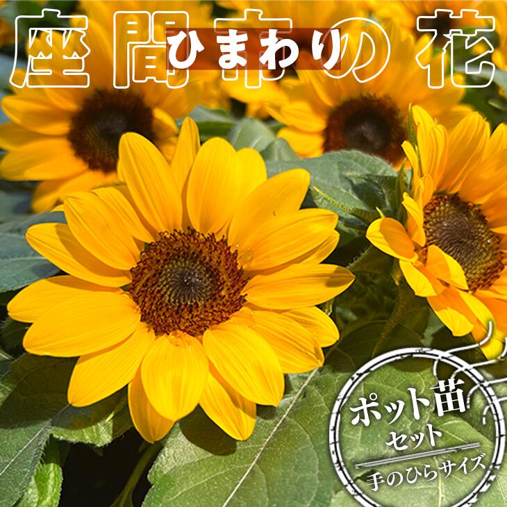 【座間産】市の花「ひまわり」ポット苗セット　ポット数20｜ガーデニング 花 フラワー 季節の花苗 寄せ植え 鉢 植木鉢 花の苗※2024年6月下旬～7月中旬頃に順次発送予定