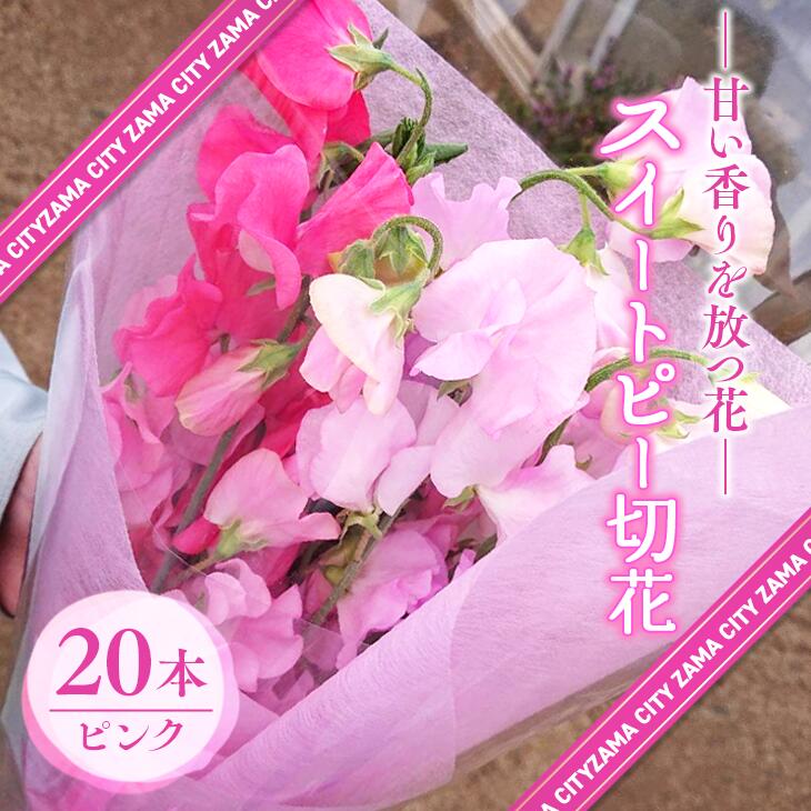 【ふるさと納税】【座間産】スイートピー切花20本セット ピンク｜ガーデニング 花 フラワー 季節の花苗 切花 ※2024年1月上旬～2024年3月下旬頃に順次発送予定