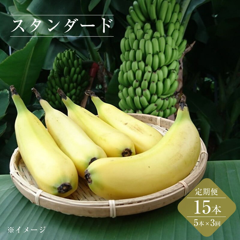 【ふるさと納税】定期便：スタンダード 金太郎バナナ（15本） 5本×3回（毎月お届け） 栽培期間中農薬不使用 【国産 ギフト プレゼント 贈り物 お返し おいしい 金太郎バナナ 果物 くだもの フルーツ お歳暮 お中元 】のサムネイル