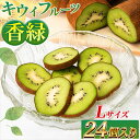 【ふるさと納税】希少キウイフルーツ 「香緑」。Lサイズ 24個入り 糖度16度。甘くておいしい【 高級ブランド】<出荷時期:2025年12月15日出荷開始~2026年1月15日出荷終了>|キウイ フルーツ 果物 くだもの 神奈川県 南足柄市