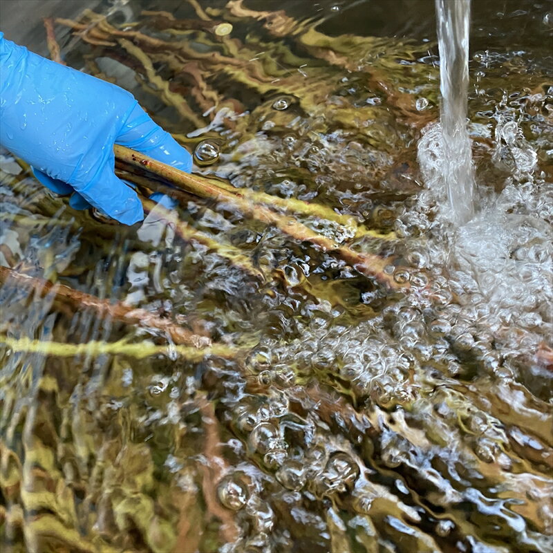 【ふるさと納税】【小動物ペットに】足柄産ブルーベリーのかじり木100g【 ペット 神奈川県 南足柄市 】