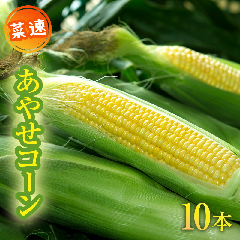 新鮮朝採り「菜速　あやせコーン(登録商標)」　【野菜・とうもろこし・トウモロコシ・コーン】　お届け：2024年6月20日～7月10日