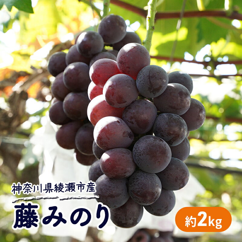 【ふるさと納税】2024年 大玉 高級品種ぶどう 藤みのり 約2kg ぶどう 藤稔 神奈川県 綾瀬市産 　 果物 フルーツ 最高級 品質 大玉 甘い 産地直送 果汁 贈り物 ギフト 　お届け：2024年8月下旬～9月初旬のサムネイル