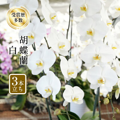 アヤセ洋蘭 コチョウラン 白 3本立ち 胡蝶蘭 花　【 植物 観葉植物 全国洋蘭品評会農林水産大臣賞 】