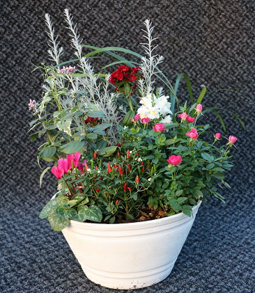 新作登場 定番人気 ふるさと納税 季節の花苗寄せ植え 10号鉢 花 植物 神奈川県寒川町