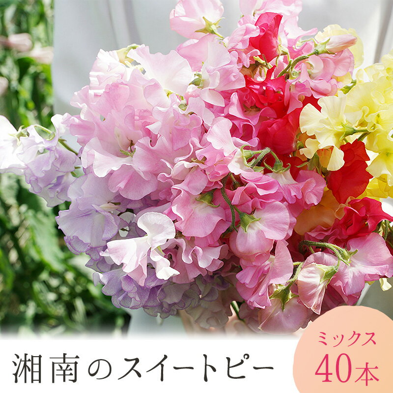 【ふるさと納税】花 湘南のスイートピー ミックス 40本 英晃農園 花束 ※色指定不可　【 植物 切花 切り花 】　お届け：2024年1月下旬から2月末日まで