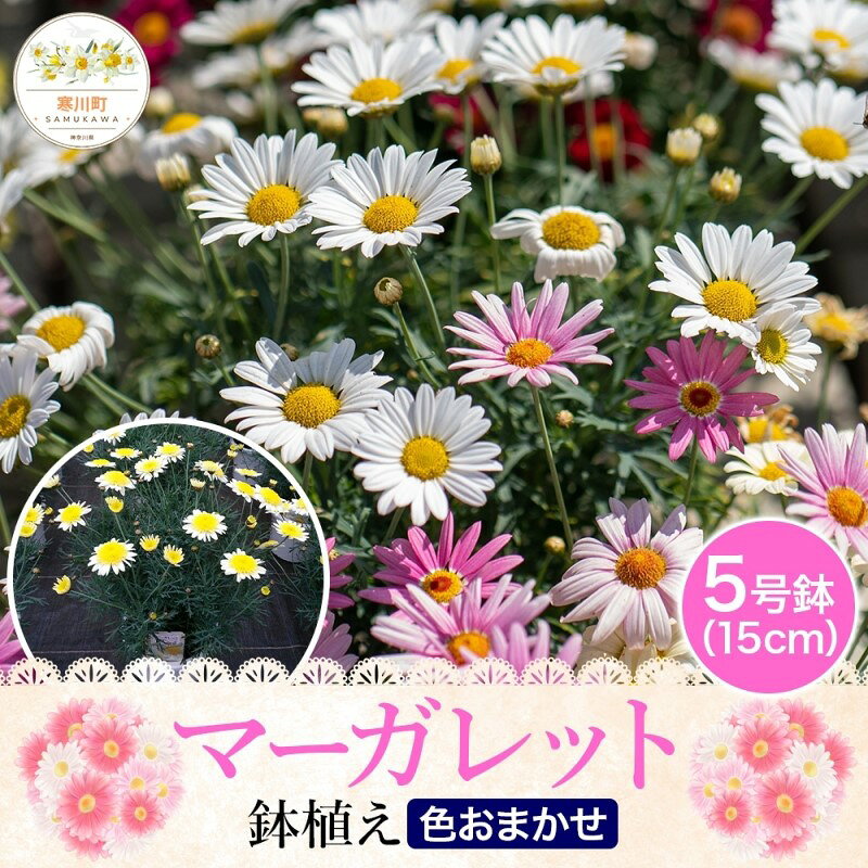 マーガレット（5号鉢） 植物 お花 お届け：2025年2月下旬～4月中旬まで