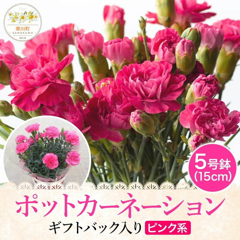 花 ポットカーネーション ピンク系 5号鉢 植物 観葉植物 鉢花 お届け：2025年5月9日～11日着のみ（指定不可）