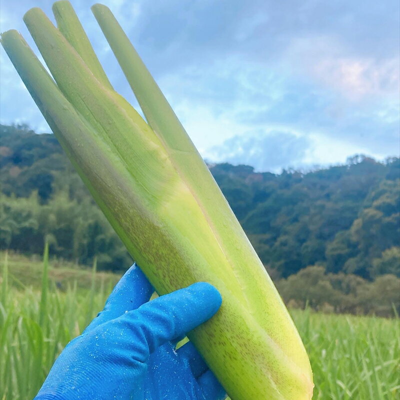 【ふるさと納税】かながわブランド 大磯マコモ(2kg 10～18本程度)【栽培期間中農薬不使用】＜出荷時期...