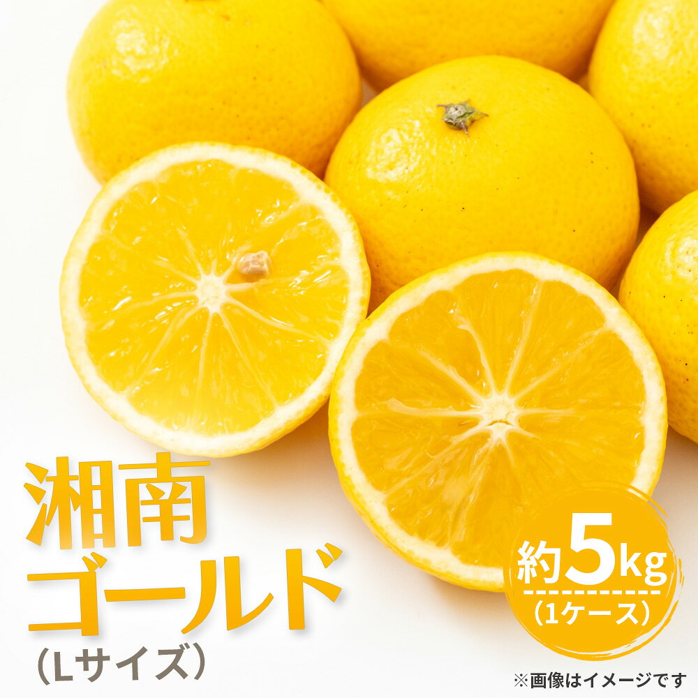 湘南ゴールド（Lサイズ） ／ 湘南ゴールド 柑橘 オレンジ 国産フルーツ 甘酸っぱい 爽やか 香り豊か ジューシー 果汁 フルーツ 果物 旬の果物 No.118