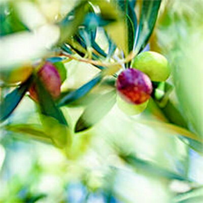 �ڤդ뤵��Ǽ�ǡۿ�������Į��������꡼�֡����꡼�֥�����98g����1105034��