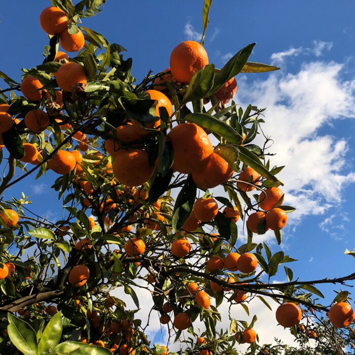 神奈川県松田町の画像2