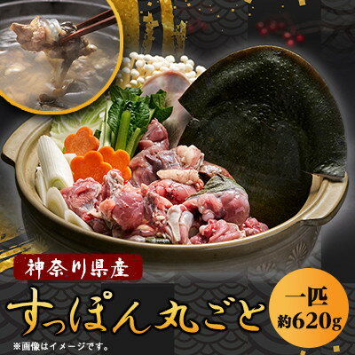 【ふるさと納税】【のし付き】神奈川県産鍋用すっぽん丸ごと1匹(約620g)【配送不可地域:離島】【1617532】
