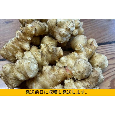 【ふるさと納税】神奈川県山北産 生菊芋4kg【1687708】