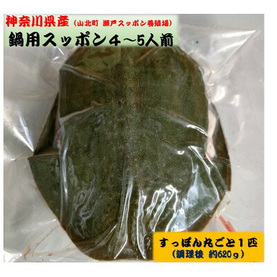 【2025年2月上旬発送】神奈川県産鍋用すっぽん丸ごと1匹(約620g)【配送不可地域：離島】【6675615】