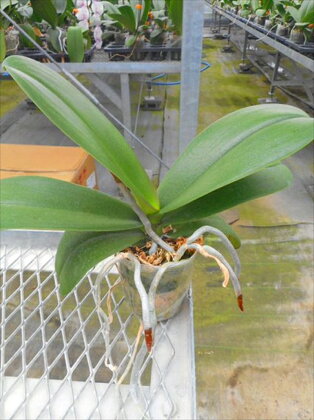 【胡蝶蘭の苗1株】育てよう胡蝶蘭の苗1株【生産農家直送】【 胡蝶蘭 花 お花 神奈川県 開成町 】