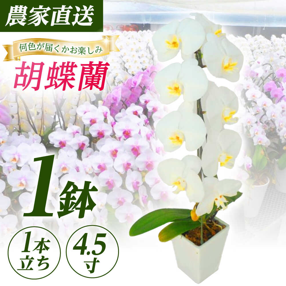 [1本立ち4.5寸]生産農家直送!胡蝶蘭 1鉢[足柄金太郎洋蘭園]花 蘭 コチョウラン 産地直送 生花 鉢 鉢植え 洋蘭 お花 生花 [BDAB004]