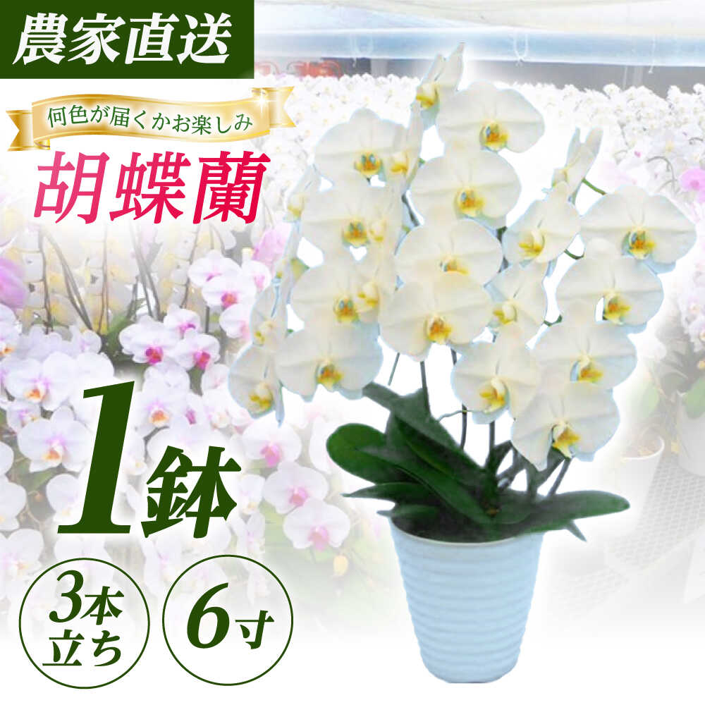 胡蝶蘭 3本立ち(鉢直径18cm)生産農家直送 [足柄金太郎洋蘭園]花 神奈川県開成町産 こちょうらん コチョウラン 贈り物 プレゼント ギフト 洋蘭 蘭 お花 生花 鉢花 鉢 開業 新築 記念 退職 還暦 開店 [BDAB007]