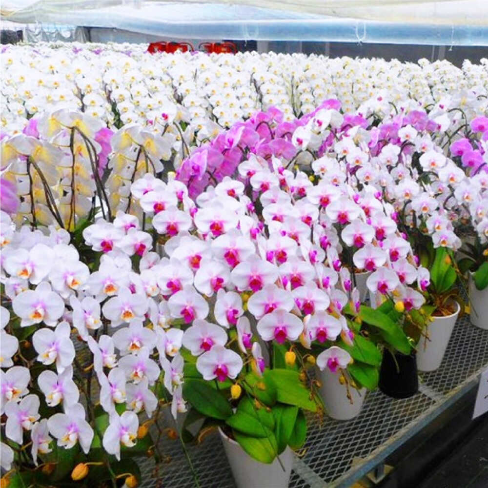 【ふるさと納税】【3本立ち6.5寸】生産農家直送！胡蝶蘭 1鉢【足柄金太郎洋蘭園】開成町 洋蘭 蘭 お花 生花 鉢花 鉢[BDAB008]