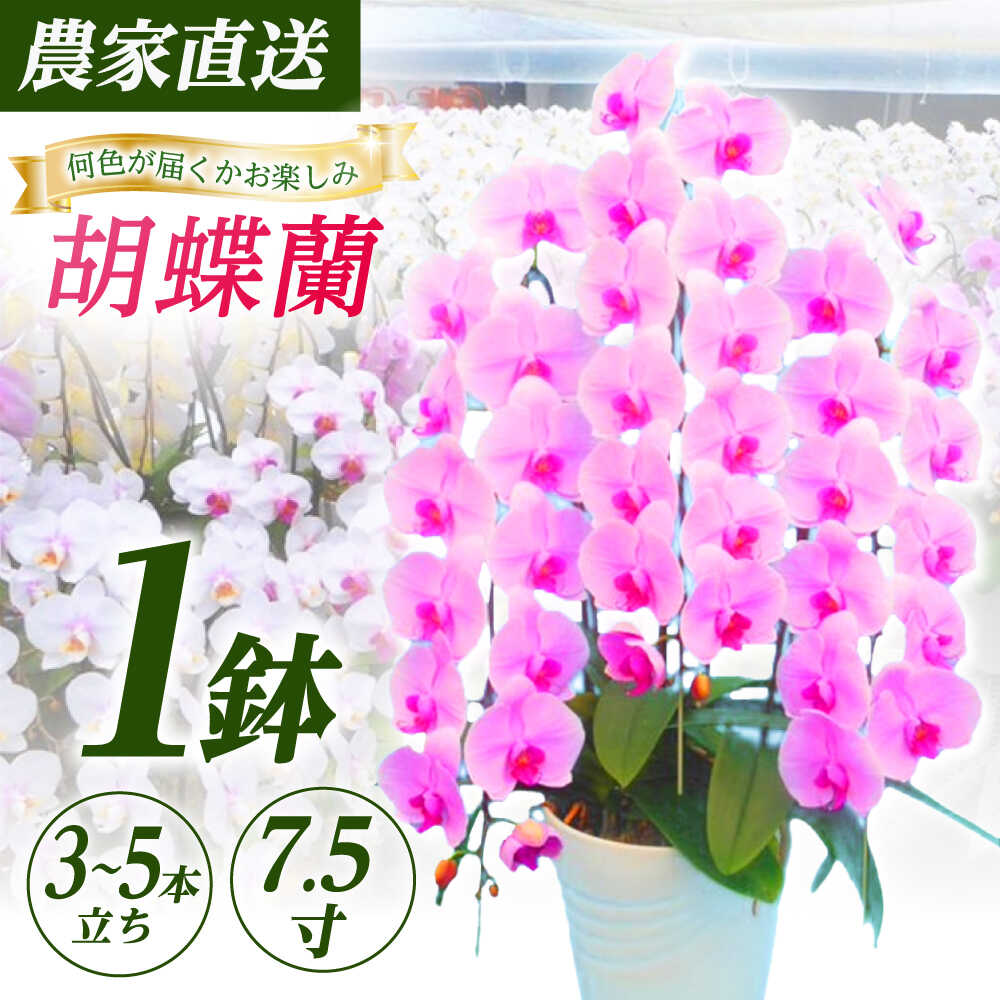 ڤդ뤵Ǽǡۡ35Ω7.5ľĳ 1ȭ­Ϻ۳Į     ȭ ȭ[BDAB010...