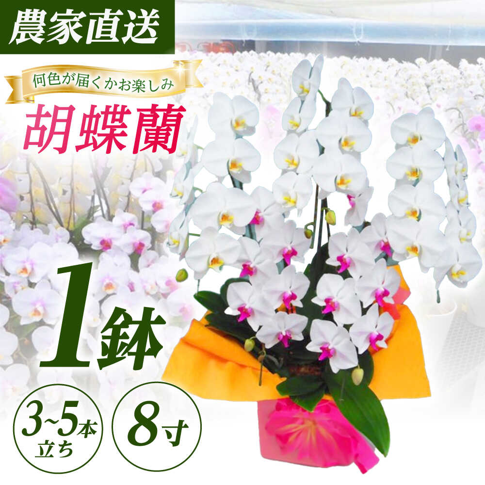 ڤդ뤵Ǽǡۡ35Ω8ľĳ 1ȭ­Ϻ۳Į     ȭ ȭ[BDAB011]