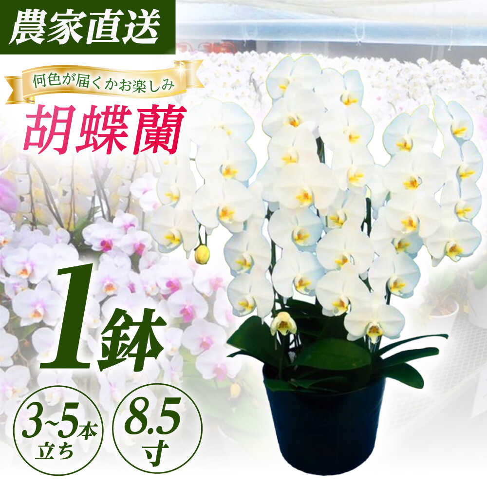 ڤդ뤵Ǽǡۡ35Ω8.5ľĳ 1ȭ­Ϻ۳Į     ȭ ȭ[BDAB012]