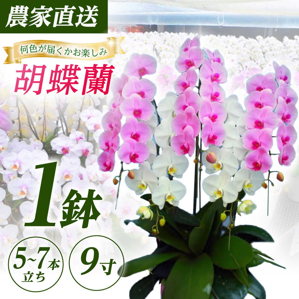 ڤդ뤵Ǽǡۡ57Ω9ľĳ 1ȭ­Ϻ۳Į     ȭ ȭ[BDAB013]