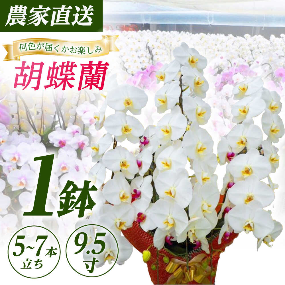 ڤդ뤵Ǽǡۡ57Ω9.5ľĳ 1ȭ­Ϻ۳Į     ȭ ȭ[BDAB014...