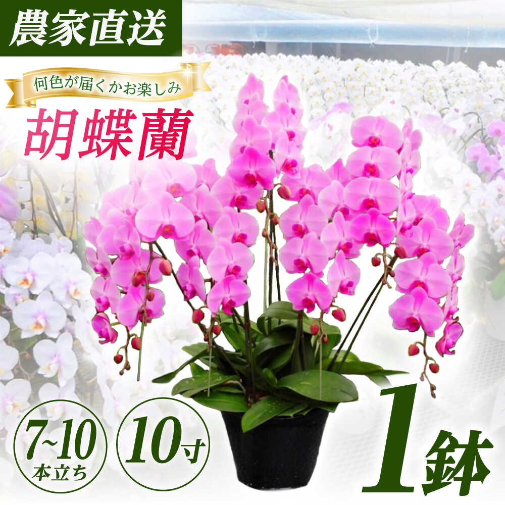 ڤդ뤵Ǽǡۡ710Ω10ľĳ 1ȭ­Ϻ۳Į     ȭ ȭ[BDAB015]