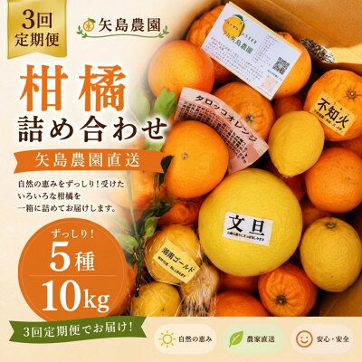 【ふるさと納税】【発送月固定定期便】1～3月季節の柑橘詰め合わせ10kg(3回定期便)毎月違う楽しい柑橘BOX全3回【4091074】