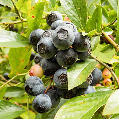 【ふるさと納税】愛川町産の生ブルーベリー1kg【配送不可地域：離島・沖縄県】【1018697】のサムネイル