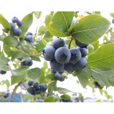 �ڤդ뤵��Ǽ�ǡۤ�������֥롼�٥꡼�ե�����ο�����������å�(������ʾ�2��)��1707689��